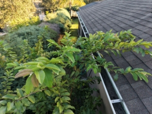 Tree branches encroaching onto roof surface and gutters.